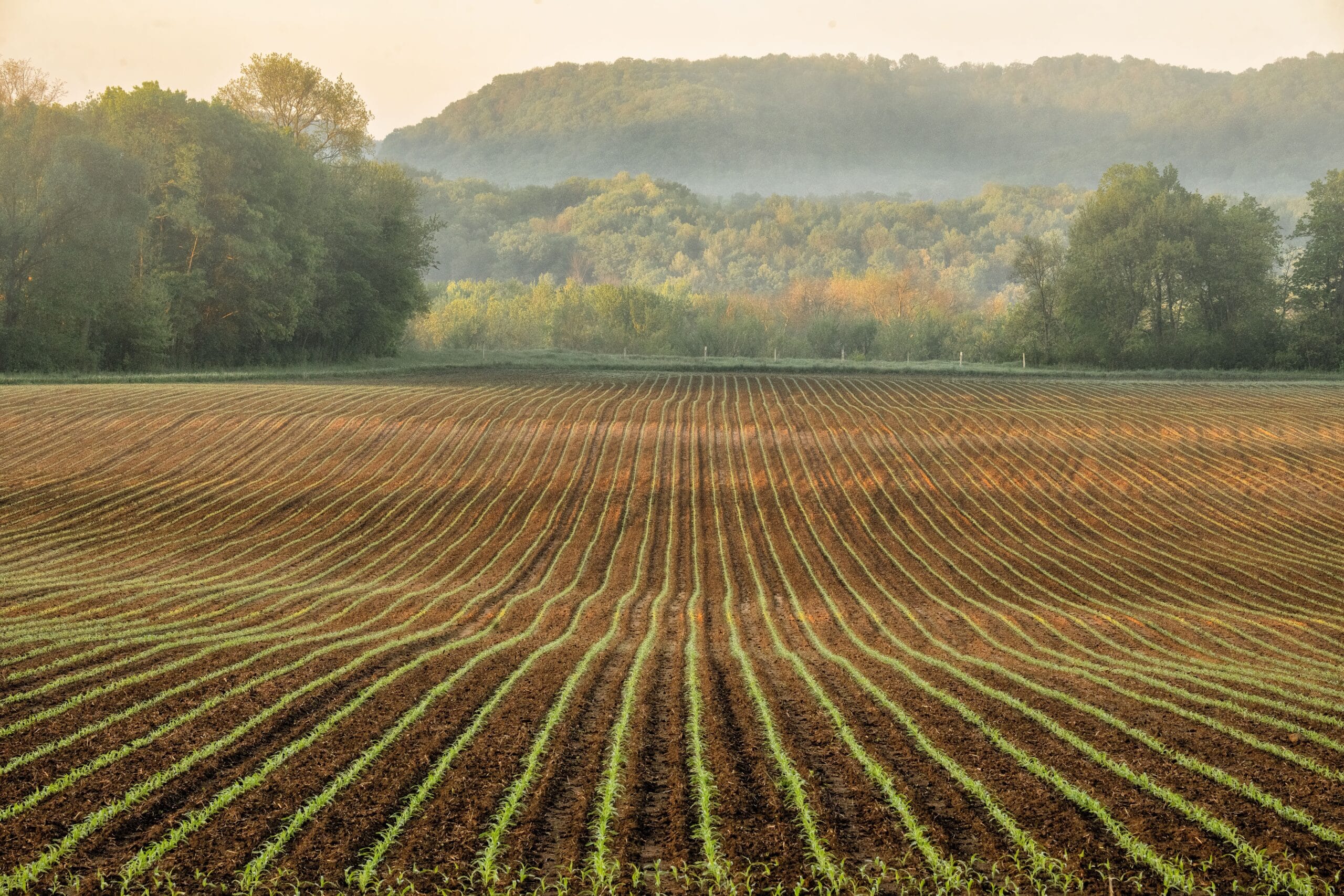 Morning fog lifting off wooded ridges above a cultivated field, the eastern Ohio landscape where Utica shale units overlie mineral interests severed generations earlier