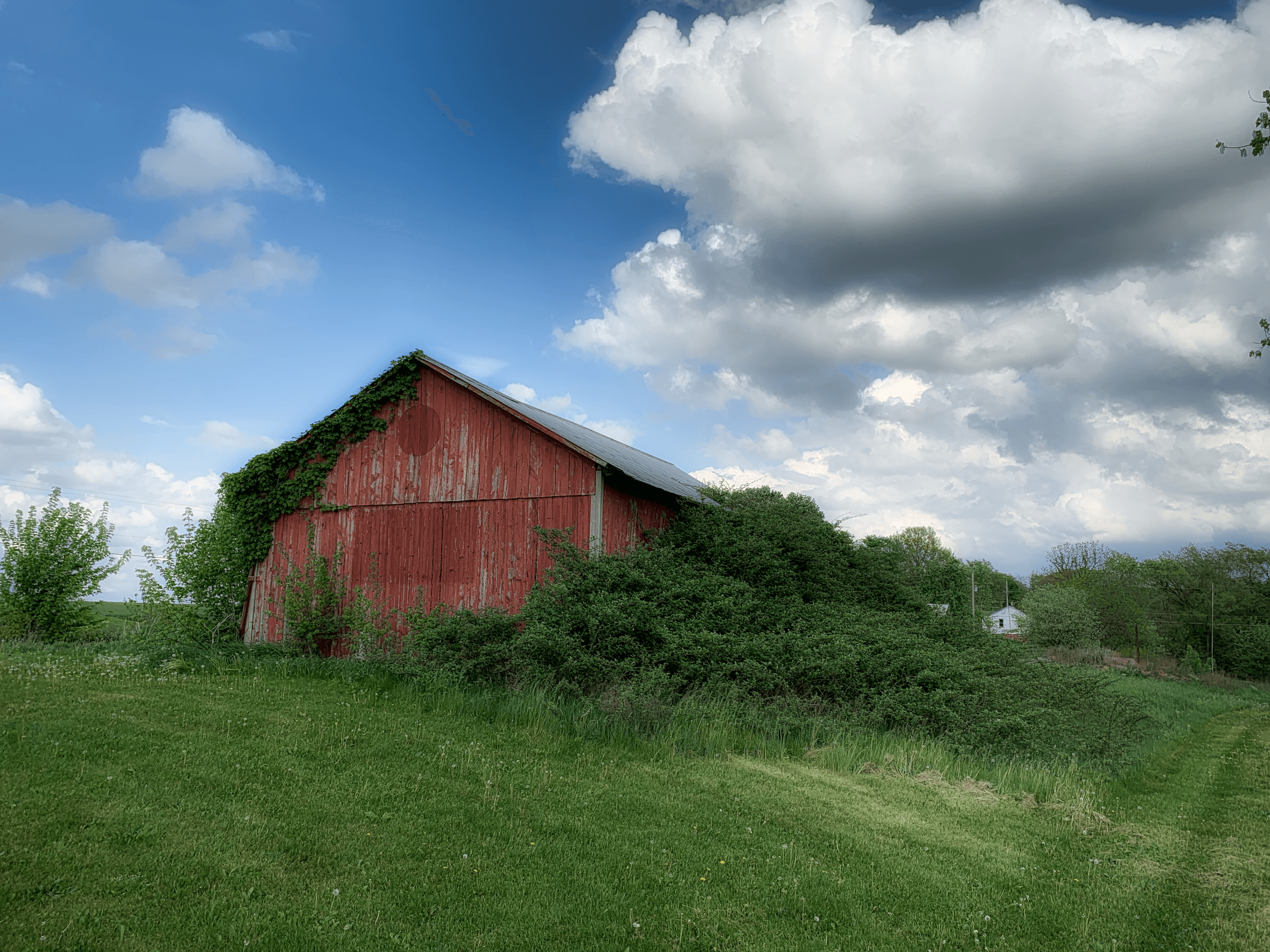 An old weathered barn overgrown with vines, of the kind still standing on family tracts in the Caddo-Pine Island field area of northern Caddo Parish, Louisiana