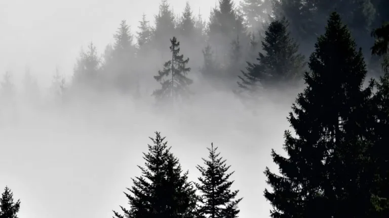 Mist drifting through a pine treeline in DeSoto Parish, Louisiana, the core of the Haynesville Shale