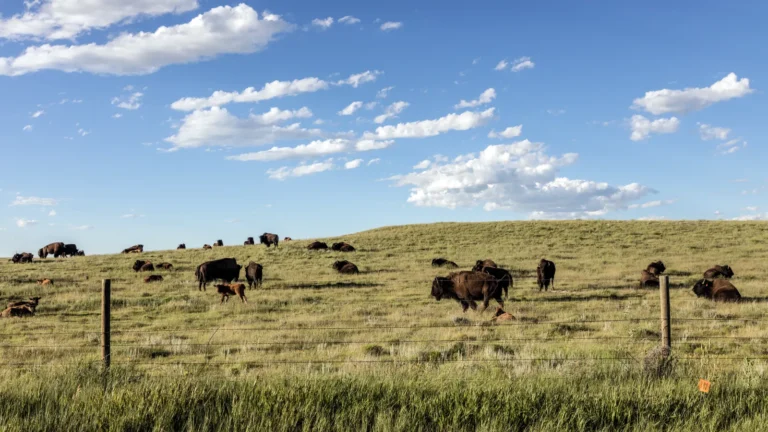 Colorado Mineral Rights mineral rights