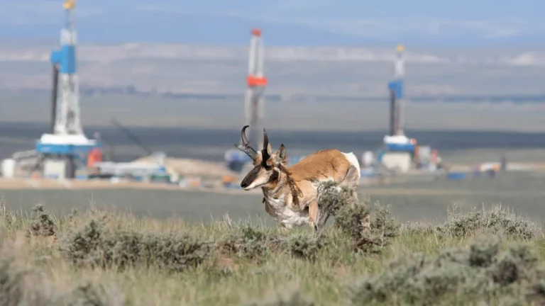 Pronghorn and drilling rigs on the Pinedale Anticline, Sublette County, Wyoming