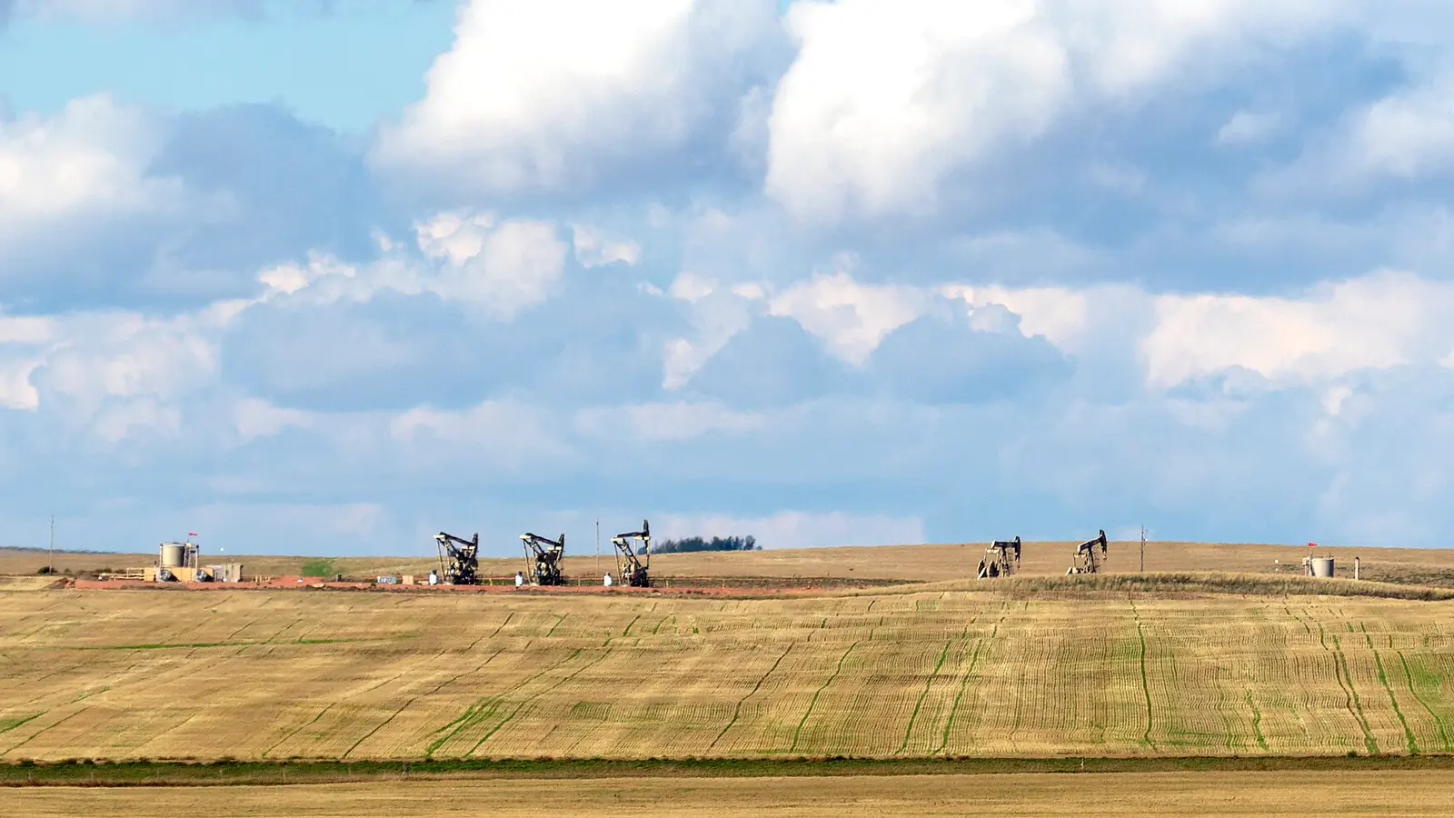 Pumpjacks on a ridge above a wheat field between Dickinson and Belfield, North Dakota